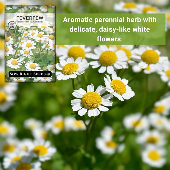 Sow Right Seeds - Feverfew Seeds for Planting - Non-GMO Heirloom Packet with Instructions to Plant an Outdoor or Indoor Herb Garden - Traditional Medicinal Herb, Make Tea & Extract for Migraines (4)
