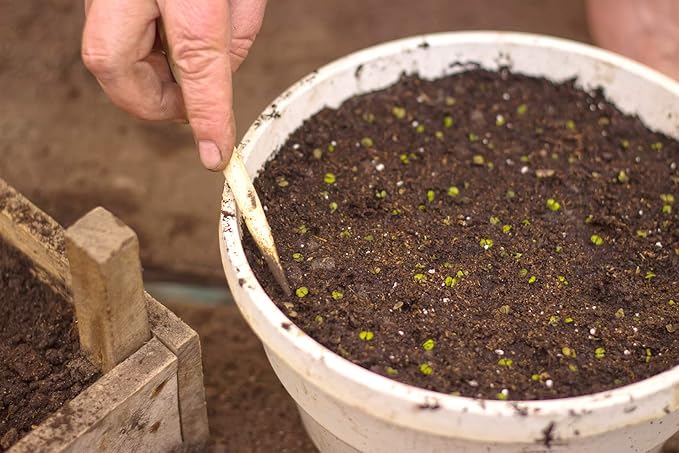 Organic Sphagnum Peat Moss by Perfect Plants - 8 Dry Quarts Absorbs Essential Nutrients When Added to Soil and Enriches Plant Roots - Indoor and Outdoor Soil Medium and Acidifier