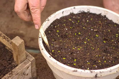 Organic Sphagnum Peat Moss by Perfect Plants - 4 Dry Quarts Absorbs Essential Nutrients When Added to Soil and Enriches Plant Roots - Indoor and Outdoor Use