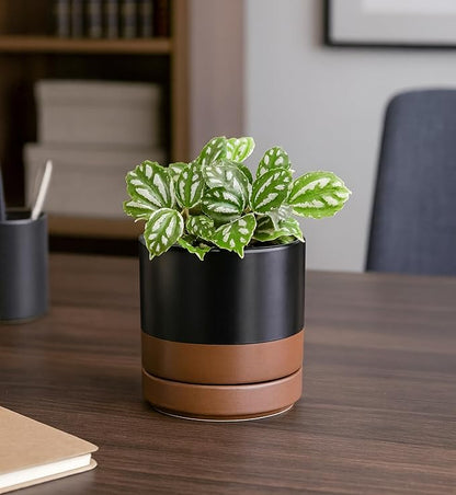 D'vine Dev Set of 4 Small Ceramic Plant Pots, 4.7 Inch Succulent Planter Pot for Plants with Drainage Hole and Saucer, Black/Speckled Tan, 94-X-B-7