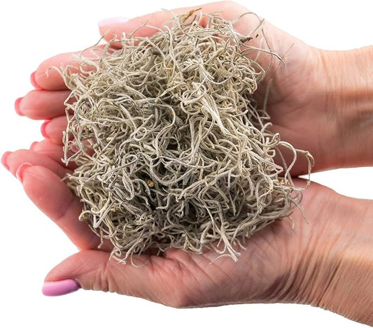 Gardenera Premium Natural Spanish Moss | Natural Preserved - Great Ground Cover - Filler for Potted Plants - 2 Quart Bag (GRD-SPANISH-MOSS-2QT)