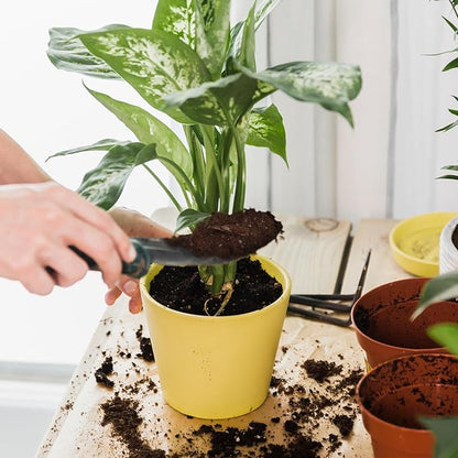 Organic Pothos Soil Mix 2qt, Indoor Plants Potting Mix for All Potted Pothos, Grow Healthy houseplants Indoors