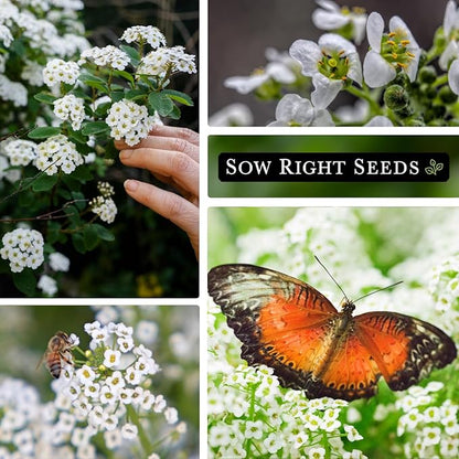 Sow Right Seeds - Sweet Alyssum White Carpet of Snow Flower Seeds for Planting - Non-GMO Heirloom Packet With Instructions to Plant in Your Garden - White Perennial - Groundcover With Blooms (2)