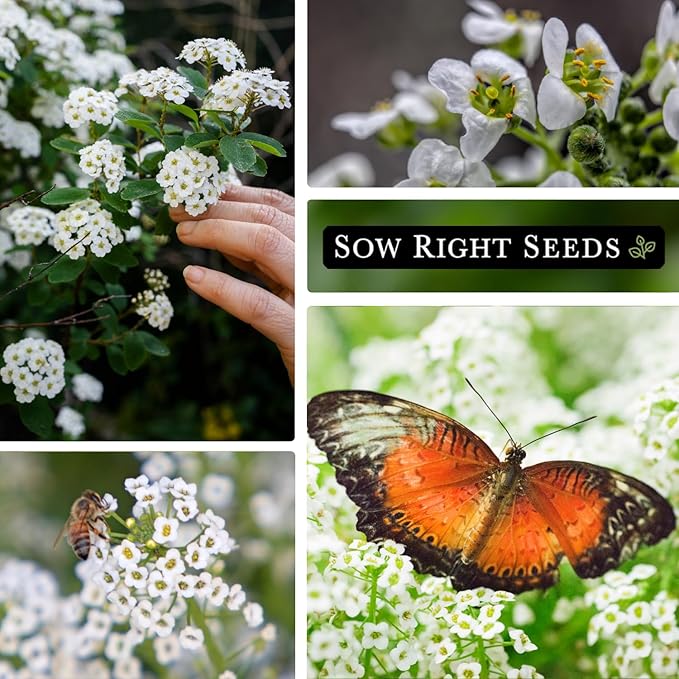 Sow Right Seeds - Sweet Alyssum White Carpet of Snow Flower Seeds for Planting - Non-GMO Heirloom Packet with Instructions to Plant in Your Garden - White Perennial - Groundcover with Blooms (4)
