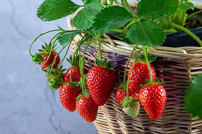 GARDENERA Superior Potting Soil Blend for Strawberry Plants - Optimal Blend for Thriving and Juicy Strawberries (2 Quart)