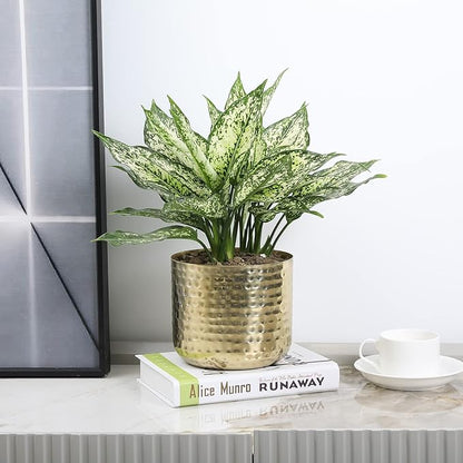 MyGift 6-Inch Shiny Brass Tone Metal Plant Pot with Hammered Texture, Cylindrical Indoor Succulent Planter - Handcrafted in India