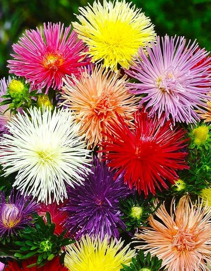 Needle Aster Seed Mix Multicolor 100 Seeds for Planting Non-GMO