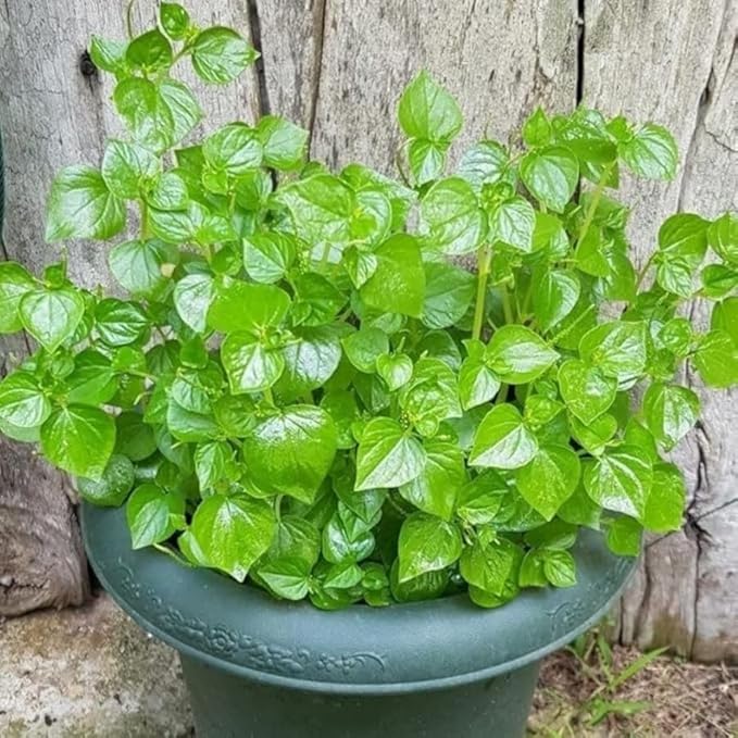 Crab Claw Seeds 5000pcs - Rau Cang Cua - Herb Peperomia Pellucida Pansit Pansitan Shiny Bush | Non GMO | Heirloom | High Germination Rate