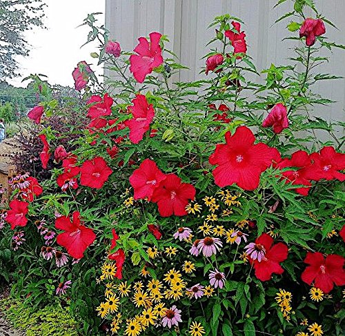 Nelson Plant Food - NutriStar Hibiscus Fertilizer - Outdoor and Indoor Plant Food - Tropical Hibiscus Fertilizer For All Flowering Tropical Plants