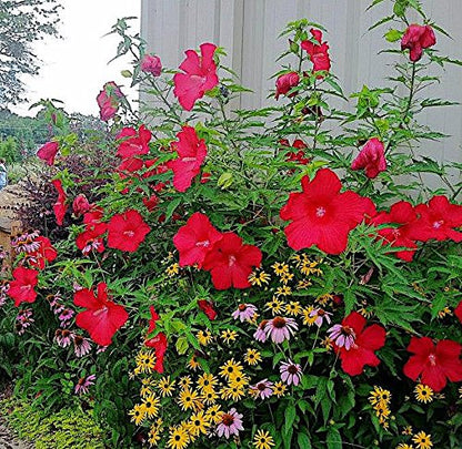 Nelson Plant Food - NutriStar Hibiscus Fertilizer - Outdoor and Indoor Plant Food - Tropical Hibiscus Fertilizer For All Flowering Tropical Plants