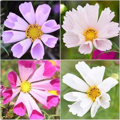 Seed Needs Seashells Cosmos Seeds Multicolored Flower Seed Blend | 3,000+ Heirloom Seeds for Planting Cosmo Bipinnatus Open Pollinated | Unique Mixed Colors Tubular Blooms Attract Pollinators | Bulk