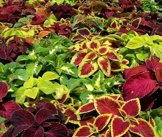 Seeds Coleus Exotic Mix/Perennial Flowers