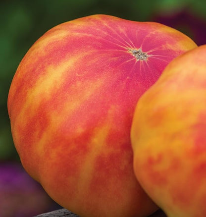 Burpee 'Big Rainbow' Heirloom, Large Beefsteak Slicing Tomato, 100 Non-GMO Seeds