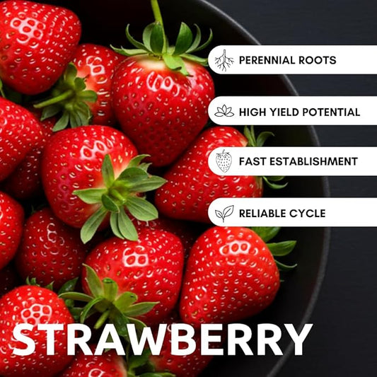 1,000 Strawberry Seeds for Planting – Perpetual Four Seasons Strawberry Seeds | Continuous Harvest for Home Gardens
