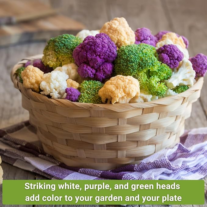 Sow Right Seeds - Cauliflower Collection Seeds for Planting - Includes Non-GMO Heirloom Colorful Cauliflower & Romanesco Broccoli - High Yield & Easy to Grow - Ideal for Veggie Gardens - Home Harvest