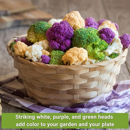 Sow Right Seeds - Cauliflower Collection Seeds for Planting - Includes Non-GMO Heirloom Colorful Cauliflower & Romanesco Broccoli - High Yield & Easy to Grow - Ideal for Veggie Gardens - Home Harvest