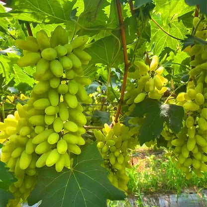 Dwarf Finger Grapes Seeds for Planting Outdoor, 200pcs Sweet Orangic Grape Tree Fruit Seeds Non-GMO Heirloom Plants, Delicious Juicy Plants in Your Home Garden