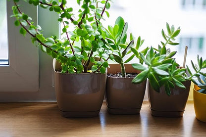 Houseplant Potting Mix 10qt, Fertilized, Perlite Soil for All Types of Indoor House Plants and Tropical Plant