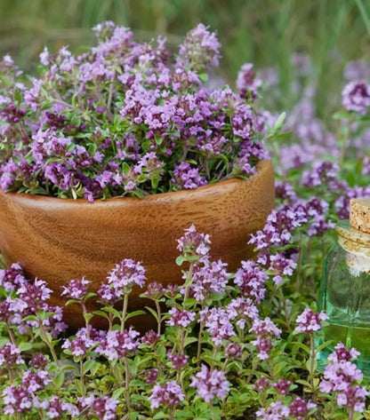 200PCS Lemon Thyme Seeds Thymus Pulegioides Ground Cover Seeds Heirloom