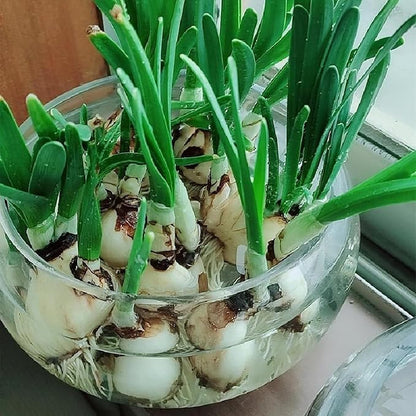 1 PCS Large Lotus Bowl Planter Round Lotus Bowl Glass Lotus Flower Bowl Lotus Bowls for Planting in Water Indoors Applicable to Bonsai Bowl Lotus Flower Hydroponic Plant Home Decor (9.8IN)