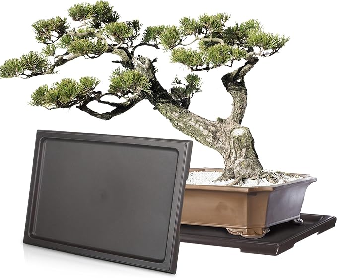 Pinkunn 6 Pcs Bonsai Humidity Tray Rectangular Drip Tray Plastic Plant Water Catcher Plant Saucers for Indoors and Outdoors Cactus,Succulents,Bonsai Tree,Stone Not Included (11 x 8 Inch)