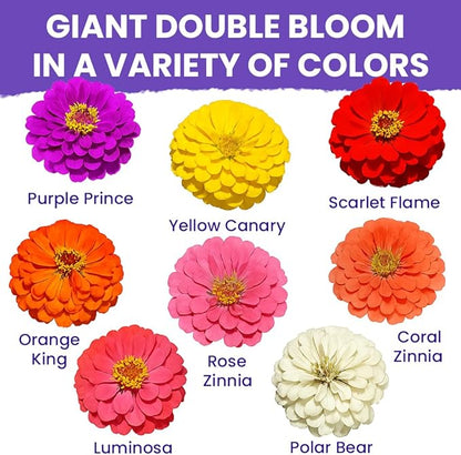 NatureZ Edge Zinnia Seeds for 2026 Planting Outdoors, Over 8250 Flower Seeds, 2 Oz, Non GMO Made in USA, Bulk Semillas De Flores para Sembrar, California Giants, Easy to Grow Zinnia Seed Mix