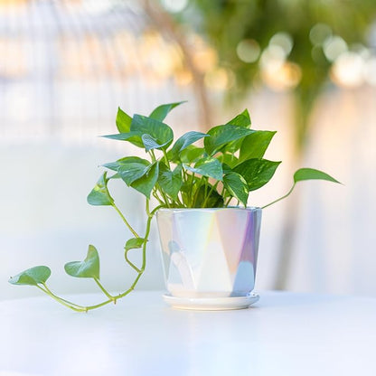 Coco Andrea Ceramic Plant Pots for Indoor Plants with Drainage & Saucers - 5-inch Iridescent White Planters for Houseplants, Succulents & Flowers - Housewarming Gift Set (1-pc, Small)