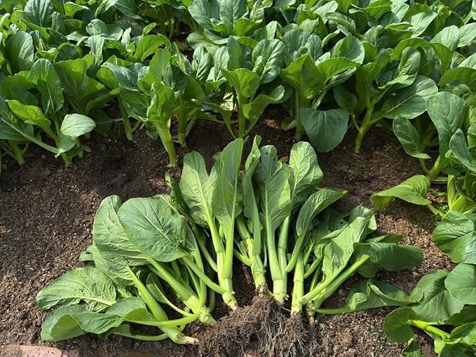 4000 Organic Choy Sum Seeds – Cải Ngồng – Yu Choy – Flowering Chinese Cabbage Seeds – Non-GMO, Heirloom, Made in USA - 99% Germination Rate, Vegetable for Yard & Garden Planting