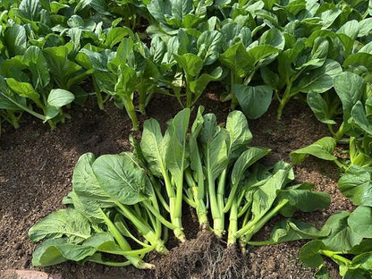 4000 Organic Choy Sum Seeds – Cải Ngồng – Yu Choy – Flowering Chinese Cabbage Seeds – Non-GMO, Heirloom, Made in USA - 99% Germination Rate, Vegetable for Yard & Garden Planting