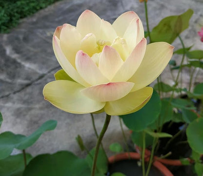 Mixed Color Bonsai Bowl Lotus Water Lily Seeds (30 PCS)