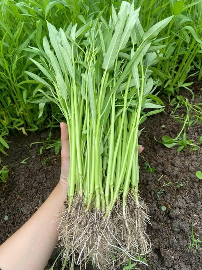 1000+ Organic Water Spinach Seeds – Kangkong, Ong Choy, Rau Muong – Heirloom, Non-GMO, USA Grown - Asian Vegetable Seeds for Home Garden or Backyard Planting