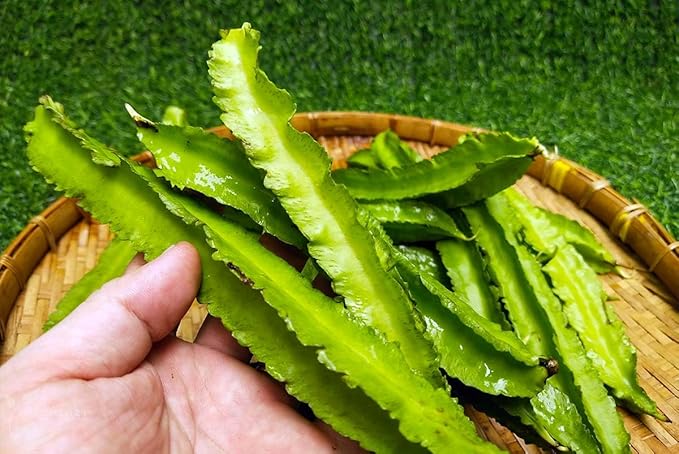 50+ Winged Bean Seeds – Dragon Bean, Four-Angled Bean – Tropical Climbing Vegetable – Non-GMO, Heirloom, Fast Growing – 60–90 Days to Harvest – Mai’s Family