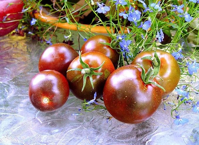 Seeds Black Prince Tomato Indeterminate Rare Variety True Siberian Tomato Non GMO Heirloom