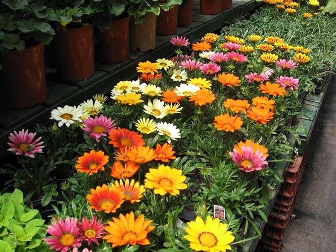 Seeds Treasure Flower Mix African Daisy Gazania Perennial Flowers