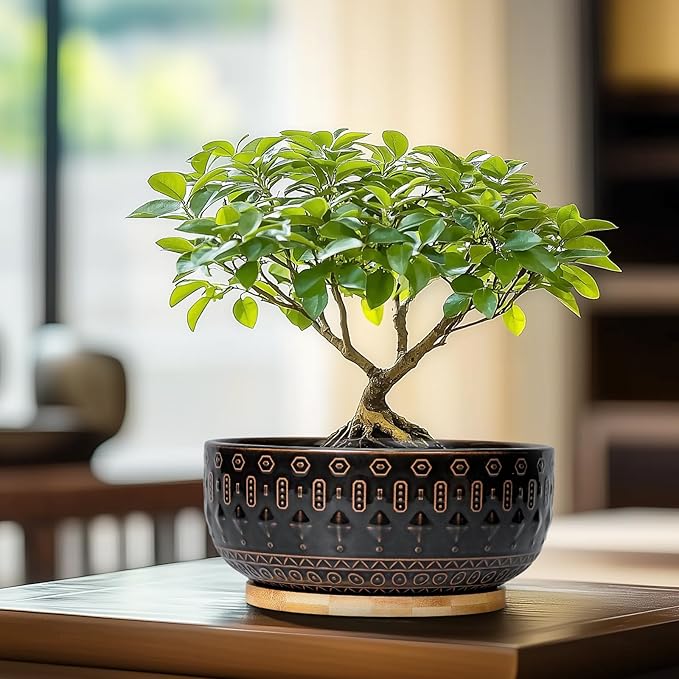 Bonsai Planter - 8 Inch Ceramic Pots for Plants Indoor, Shallow Round Succulent Bowl with Drainage Hole and Tray for Cactus, Boho Room Garden House Decor, Birthday Gifts, Black