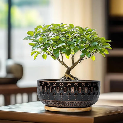 Bonsai Planter - 8 Inch Ceramic Pots for Plants Indoor, Shallow Round Succulent Bowl with Drainage Hole and Tray for Cactus, Boho Room Garden House Decor, Birthday Gifts, Black