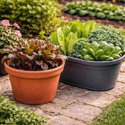 Greens Seeds Collection, 2500+ Seeds, 9 Heirloom Varieties, Arugula, Beet, Upland Cress, Vates Collard, Red Russian Kale, Crisphead Lettuce, Parris Island Lettuce, Tatsoi Mustard, Viroflay Spinach