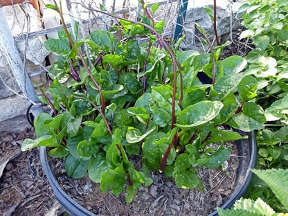 Malabar Spinach 200 Seeds Organic Red Water Spinach Seeds Non-GMO Green Perpetual Vine Leaf for Planting