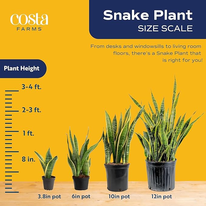 Costa Farms Snake Plant, Live Plants in Plastic Pots, Easy to Maintain, Air Purifying Indoor Succulent Houseplants, Assorted Variety, Home, Room, or Office Decor, Pack of 4, 8-12 Inches Tall