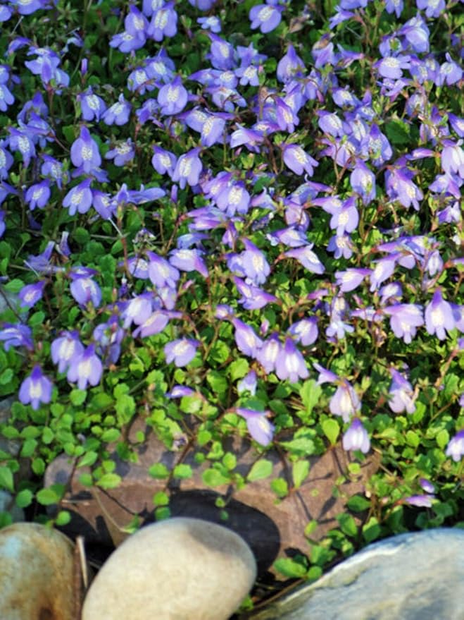 Perennial Farm Marketplace Mazus reptans (Creeping Blue) Groundcover, 1 Quart, Bright Bluish Colored Flowers