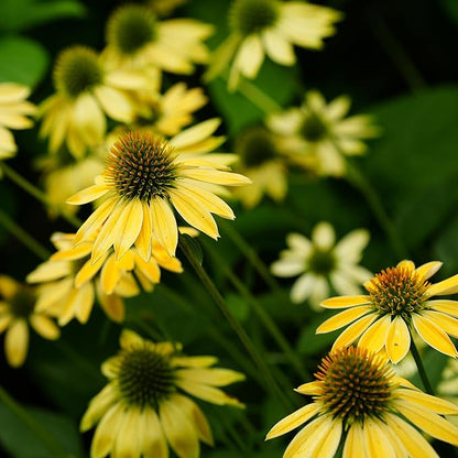 Echinacea Coneflower Seeds for Planting, 200+pcs Rare PerennialEchinacea Flower Seeds Plants, Non-GMO Heirloom Landscape Hardy Garden Colored Flowers for Outdoors