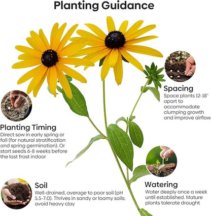 Black Eyed Susan Seeds, 7500+ Perennial Flower Seed to Plant Indoor & Outdoor, Attract Pollinators | Non-GMO | Heirloom Wildflowers Seeds, USDA Zone 3-9