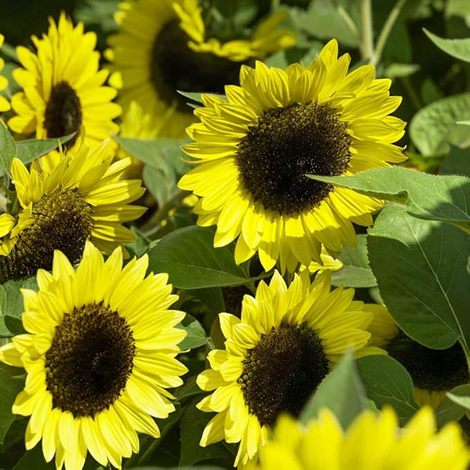 Outsidepride Lemon Queen Sunflower Seeds for Planting - 1/4 Lb. Annual, Easy to Grow Flower Seeds w/Vibrant, Abundant Blooms for Cut Flower Arrangements & Pollinator & Vegetable Gardens