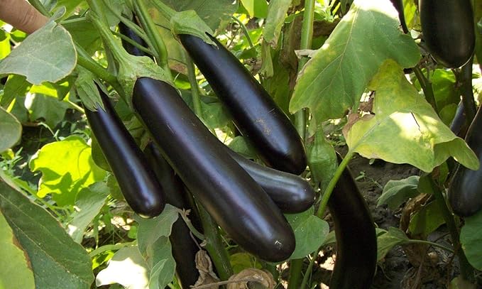 Seeds Vegetable Black Eggplant Long Pop - 30 Seeds