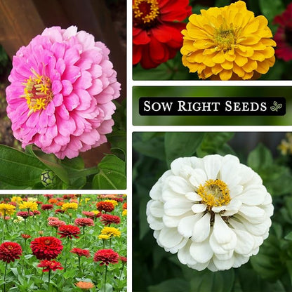 Sow Right Seeds - California Giants Mix Zinnia Seeds for Planting - Non-GMO Heirloom Packet to Grow Your Flower Garden - Attract Bees and Butterflies - Great to Cut and Come Again - Summer Annual (4)