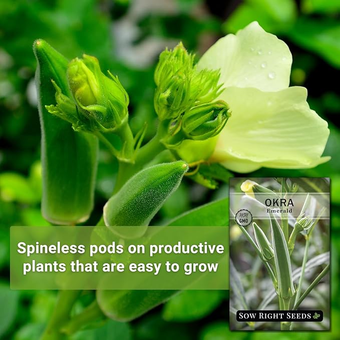 Sow Right Seeds - Emerald Okra Seeds for Planting - Non-GMO Heirloom Packet with Instructions to Plant a Home Vegetable Garden - Classic Green Pods on Tall Stalks - Make Fried Okra (1)