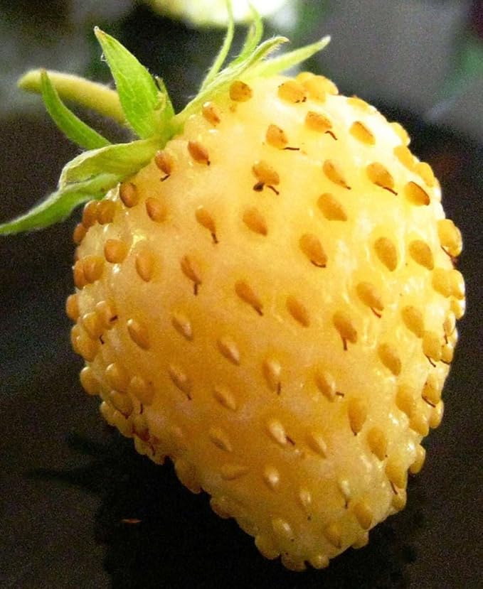 Seeds Alpine Strawberry Everbearing 'Yellow Wonder' Non GMO Heirloom