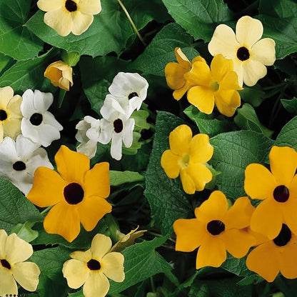 Outsidepride Sunrise Mix Thunbergia Black Eyed Susan Seeds - 200 Pcs Annual, Climbing Vine Flower Seeds for Planting Mixed Blooms for Low Maintenance Gardens, Containers, Trellis & Fences