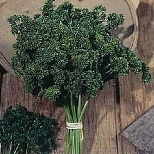 Organic Moss Curled Parsley Seeds - 1 OZ ~15,000 Seeds - Organic, Heirloom, Open Pollinated, Non-GMO, Farm & Vegetable Gardening, Culinary Herb & Micro Greens Seed