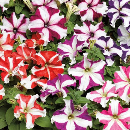Seeds Petunia Starfall F1 Mix - Annual Flowers for Planting - GMO Free